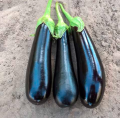 Баклажан KS 5070 F1