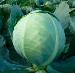 Капуста KS 60 F1