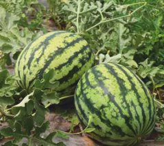 Кавун KS 633 F1