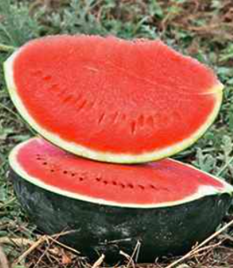 Кавун KS 635 F1