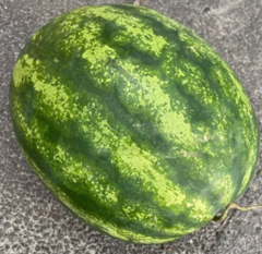 Кавун Лімпопо F1 1000шт