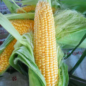 Кукурудза Месенджер F1