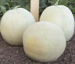 Диня Міра F1