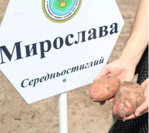 Картопля насіннєва Мирослава (1 репродукція) 2,5 кг Сертифікована середньостигла, фракція 35-50мм НОВИНКА