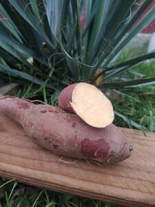 Батат Мурасакі  2кг сітка