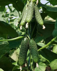 Огірок Ніборі KS 90 F1