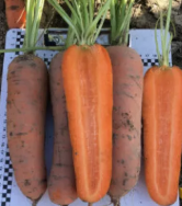 Морква Ніндзя F1 