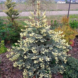 Ялина колюча Майголд