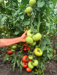 Томат Пікассо F1 1000шт