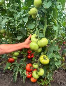 Томат Пікассо F1 1000шт 