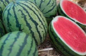 Кавун Преміум F1 