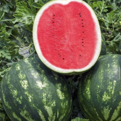 Кавун АУ-ПРОДЮСЕР