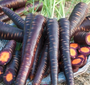 Морква Пурпл Еліт F1 100.000шт