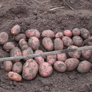 Картопля насіннєва Есмі (1 репродукція) 2,5 кг Сертифікована Рання, фракція 35-50мм