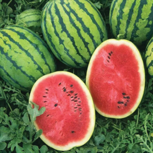 *Кавун Бедуїн, Bejo 10шт