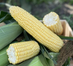 Кукурудза Рапід F1