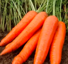 Морква РокФаєр F1 100.000шт