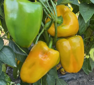 Перець Санта F1 500шт