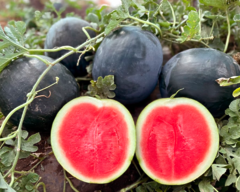 Кавун Стел с F1 1000шт