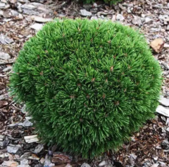 Сосна гірська Гніздо