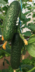 Огірок Такері KS 70 F1