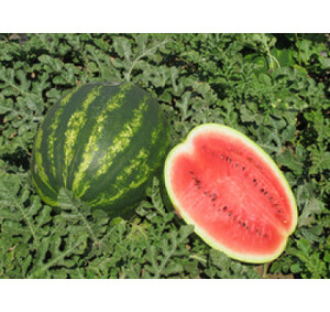 *КАВУН ТАМЕРЛАН, NUNHEMS 10шт