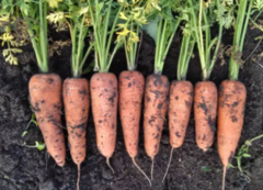 Морква Централ F1