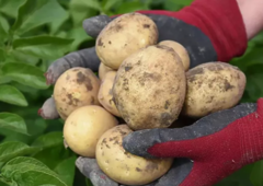 Картопля насіннєва Твістер (1 репродукція) 2,5 кг Сертифікована надрання, фракція 35-50мм НОВИНКА