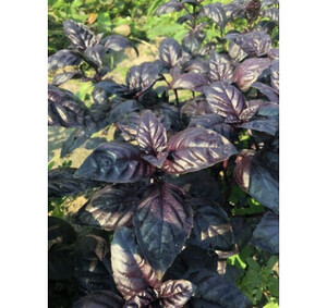 *БАЗИЛІК ВІОЛЕТ КІНГ, LARK SEEDS 1г