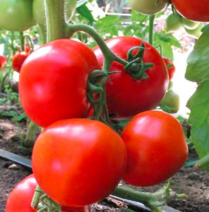 Томат Ядвіга F1 