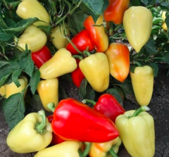 Перець Яніка F1