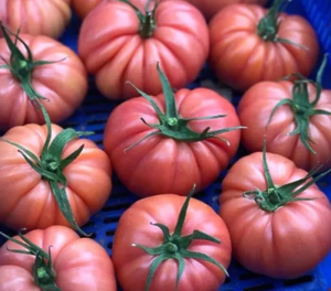 * Томат Пінк кой F1, Yuksel Seeds Індетермінантний (Високорослий) 5шт