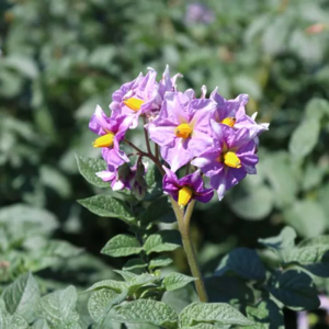 Картопля насіннєва  Пікассо  (1 репродукція) 2,5 кг Сертифікована середньопізня, фракція 35-50мм