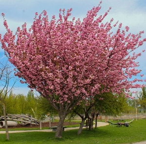 Сакура Бургунді