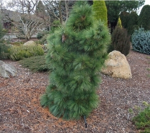 Сосна Шверіна ВІтхорст