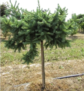 Модрина Купідо штамб