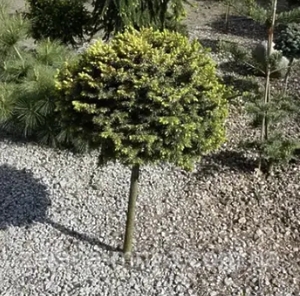 Ялина Сербська Певе Тіджін штамб