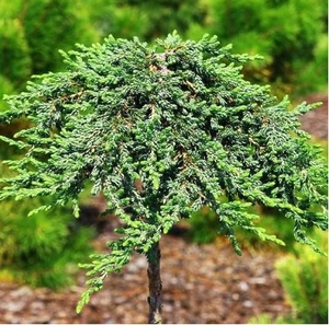 Ялівець Зель штамб