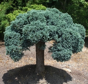 Ялівець Блю Стар штамб