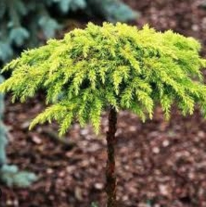 Ялівець Лемон Карпет штамб