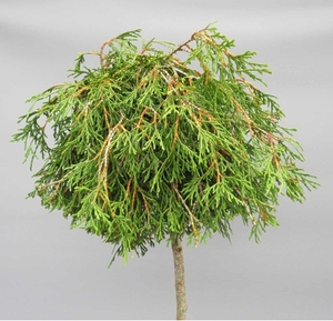 Туя складчаста Кагерс Бюті штамб