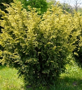 Тис золотистий