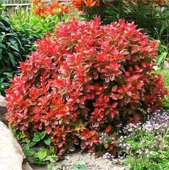 Барбарис Корал