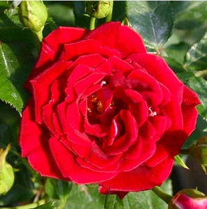 Саджанці троянди Плетиста Red