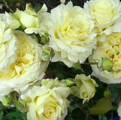 Саджанці рози Ельф