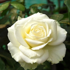 Саджанці рози Ла Перла