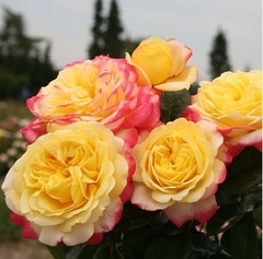 Саджанці рози Ювілей Кордеса