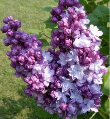 Бузок Тарас Бульба