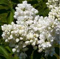 Бузок Аліса Хардінг