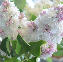 Бузок Красуня